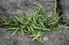 Wall fern