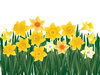 Lent Lilies