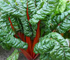 Chard