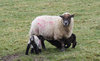 Welsh lambs