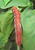 Caterpillar