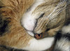 Sleeping cat