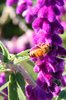 bees