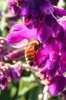 bees