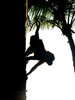 monkey
