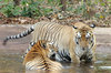Playful Tigers