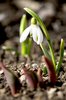 snowdrop