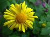 Yellow camomile