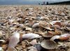 shell