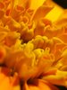 Yellow ?