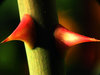 Prickly rose