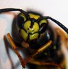 wasp