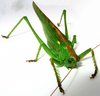 Grasshopper