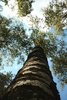 Birch
