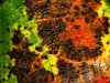Colours of autumn