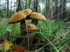 fungus 2