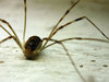 Spider 2