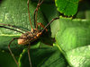 spider 3