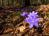 The spring forest