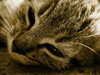 kitten rest