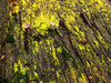 Rotten wood 1