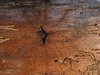 Woodworm