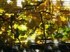 window shade