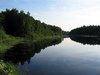 Bialowieza Forrest