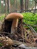 fungus1