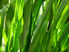 GRASS 2