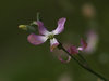Matthiola bicornis