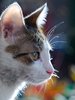 My cat 1