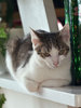 My cat 3