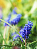 Flowers/ 1
