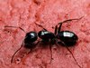 ant