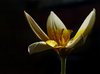 Flowers/ 4