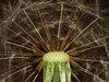 Dandelion 1