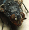 eyes fly