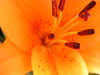 Fire Lilly