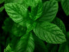 Herb