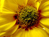 Yellowness
