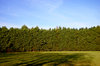 Tree Army
