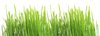 grass