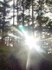 trees
