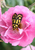 pollination
