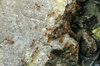ants!!!!!
