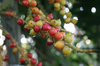 berries
