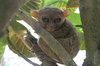 tarsier