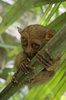 tarsiers 2