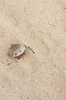 sea crab